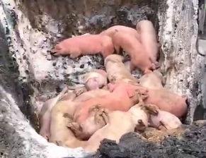 猪瘟最新爆料视频,揭秘病毒传播真相与防控措施  第3张